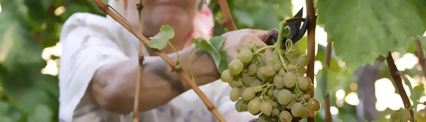 Grape Varieties