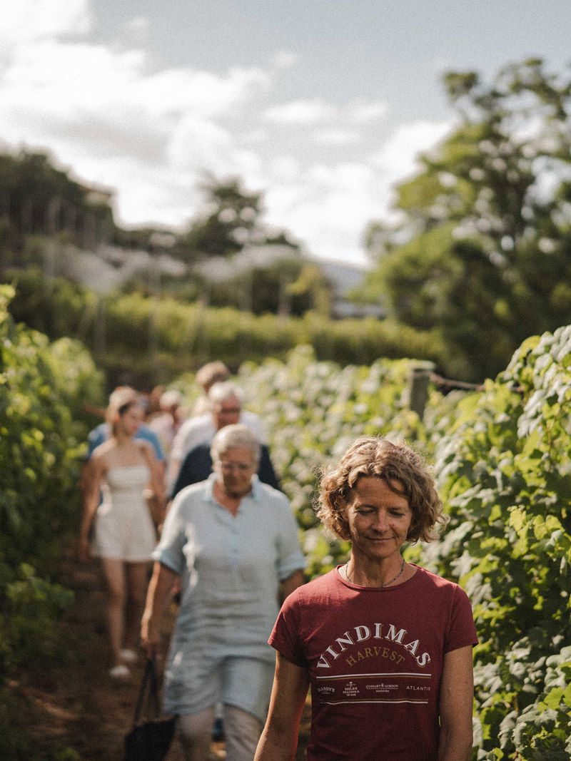 Quinta Santa Luzia vineyard