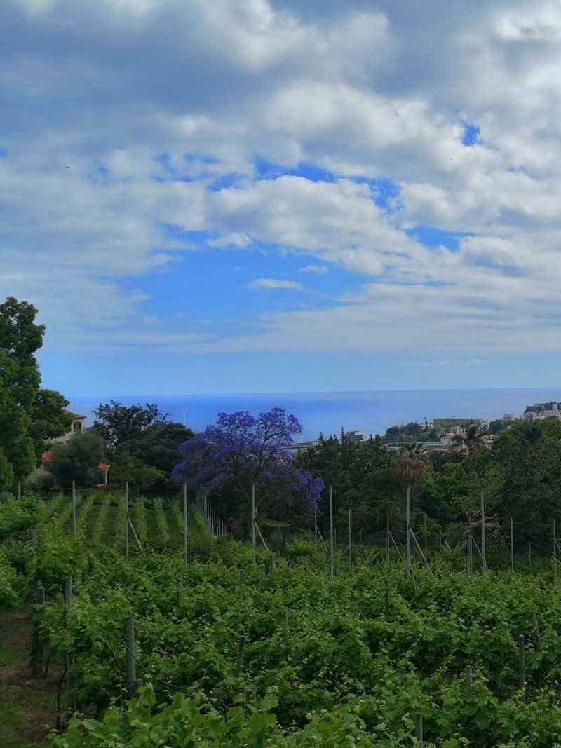 Quinta Santa Luzia vineyard